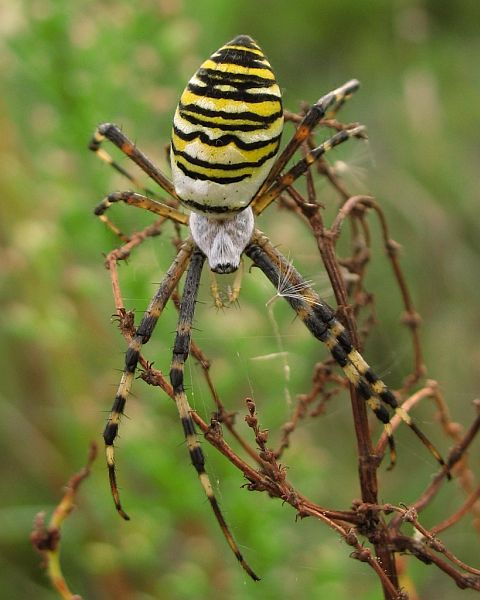 Argiope bruennichi